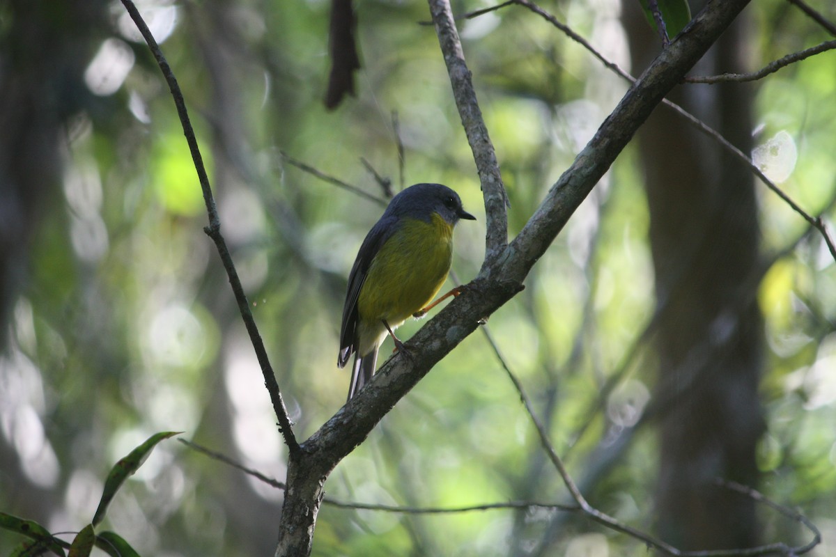 Eastern Yellow Robin - ML635412078