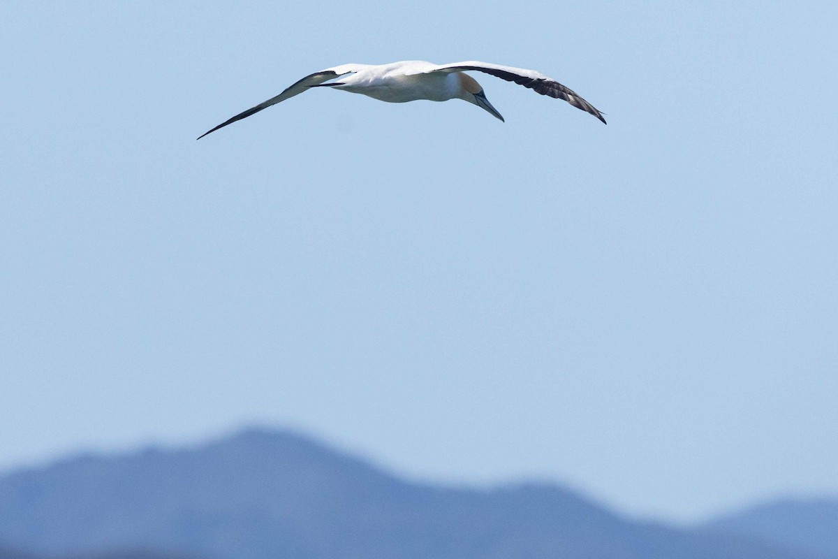 Australasian Gannet - ML635412128