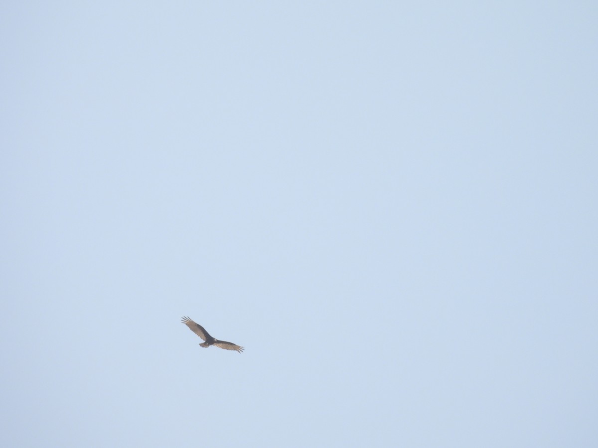 Turkey Vulture - ML635412142