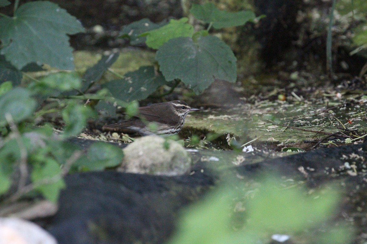 Northern Waterthrush - ML635412184