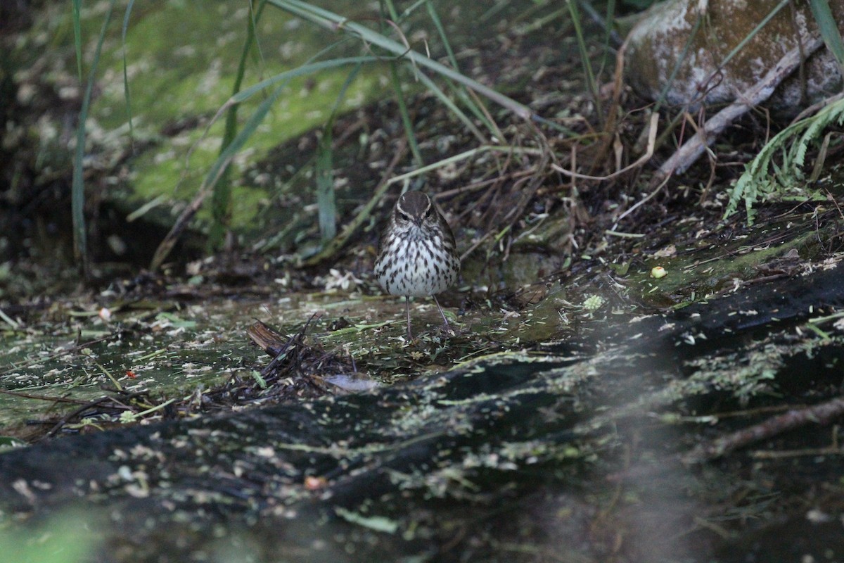 Northern Waterthrush - ML635412185