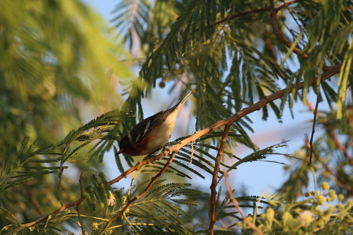 Bay-breasted Warbler - ML635412193