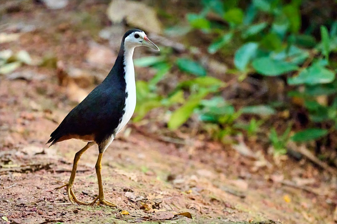 White-breasted Waterhen - ML635412223