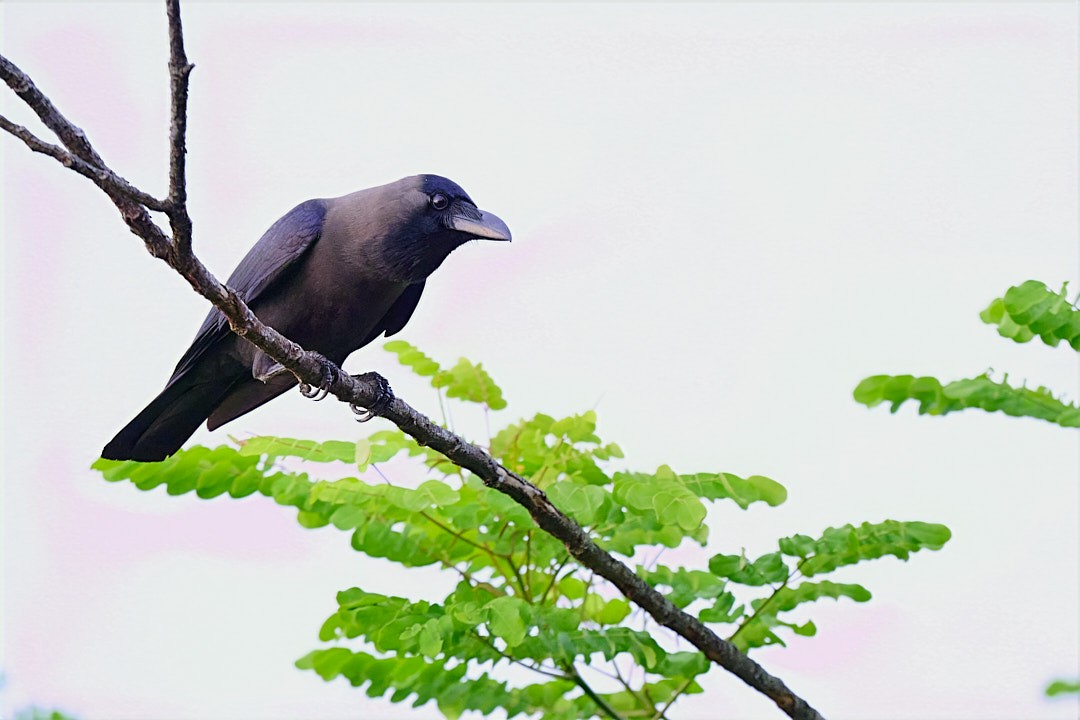 House Crow - ML635412237