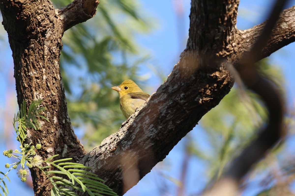 Scarlet Tanager - ML635412238