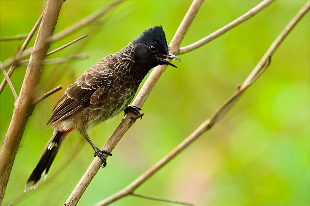 Red-vented Bulbul - ML635412248