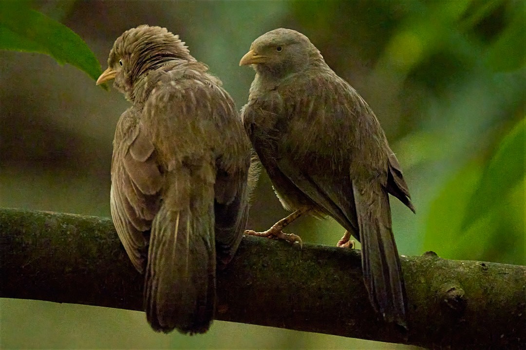 Yellow-billed Babbler - ML635412257