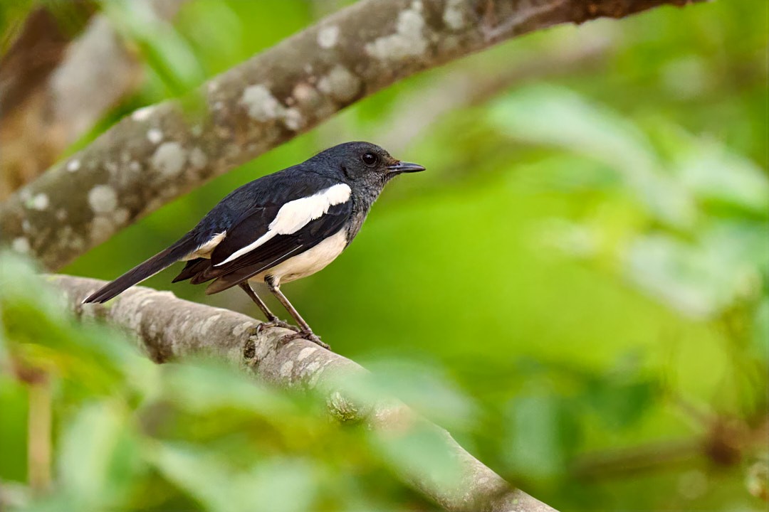 Oriental Magpie-Robin - ML635412267