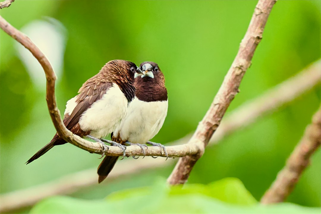 White-rumped Munia - ML635412269