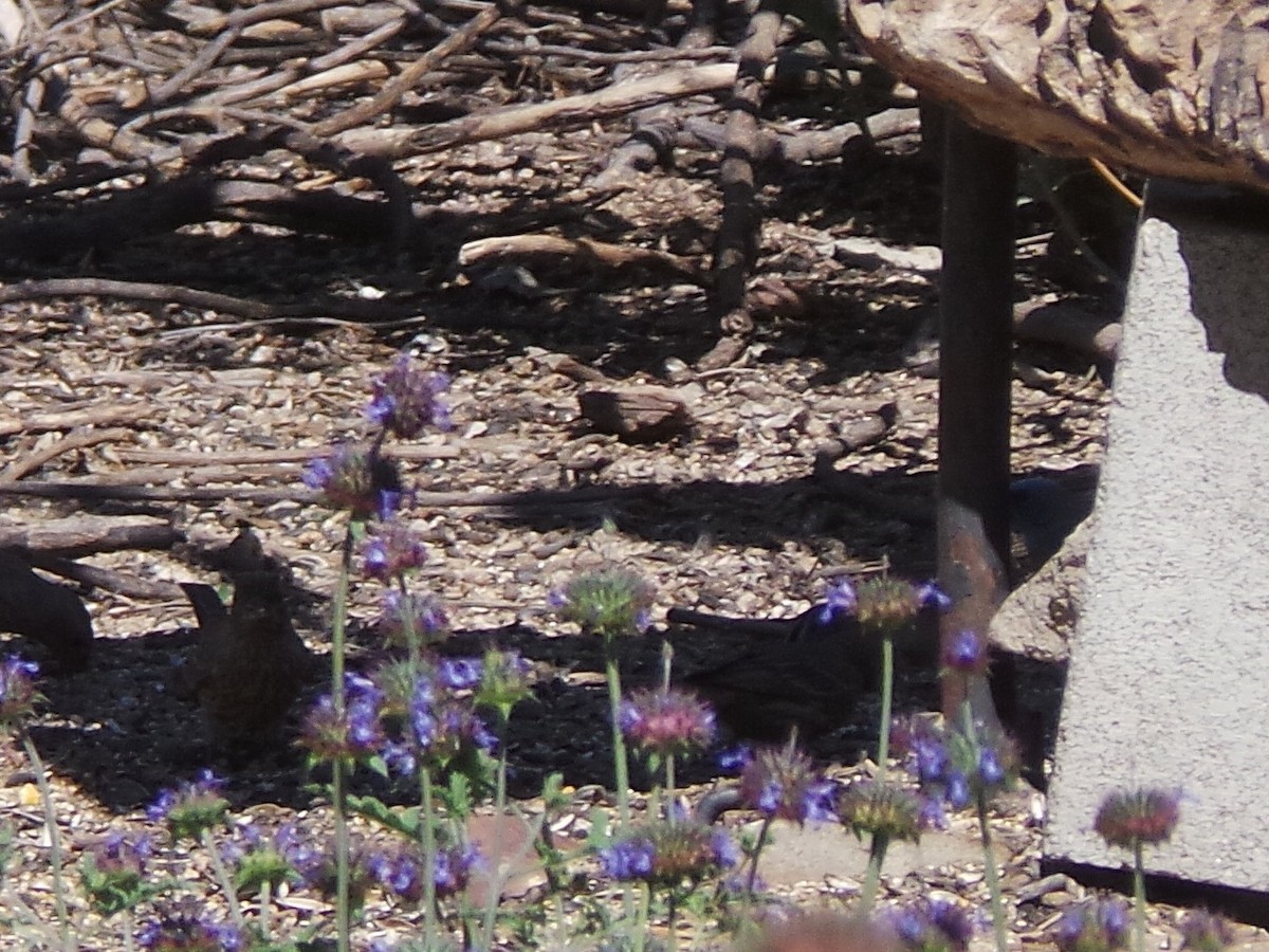 White-crowned Sparrow (Gambel's) - ML635412281