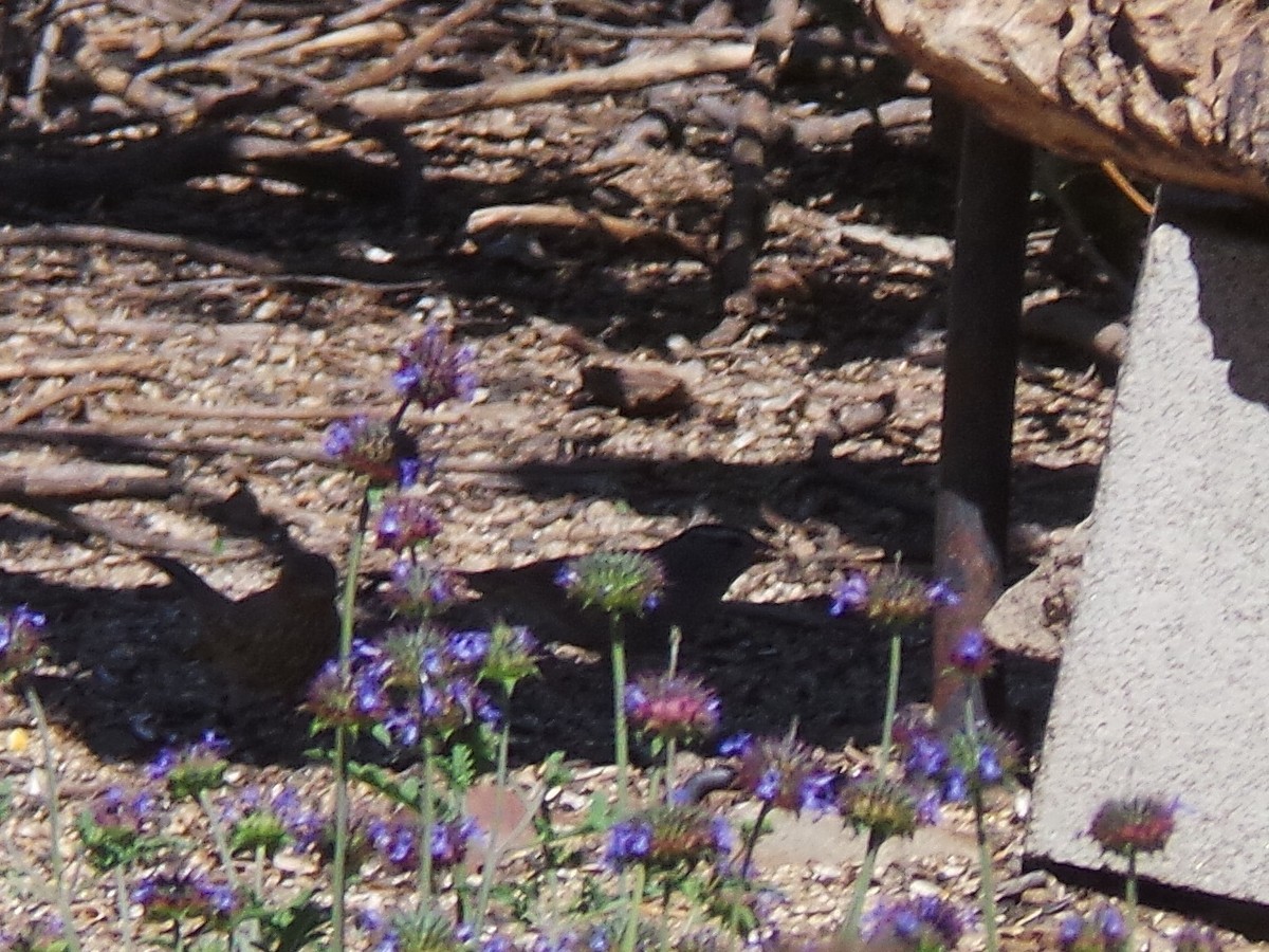 White-crowned Sparrow (Gambel's) - ML635412282