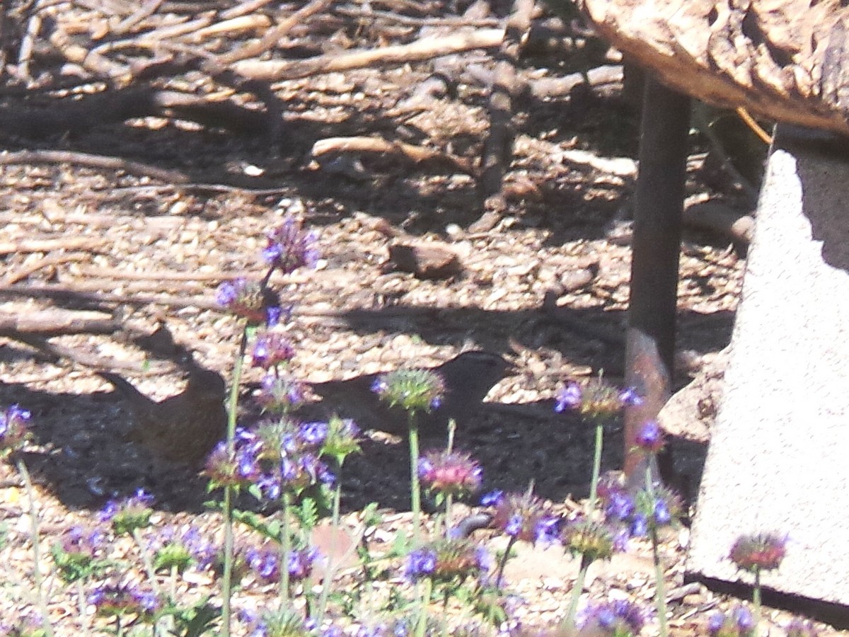 White-crowned Sparrow (Gambel's) - ML635412283