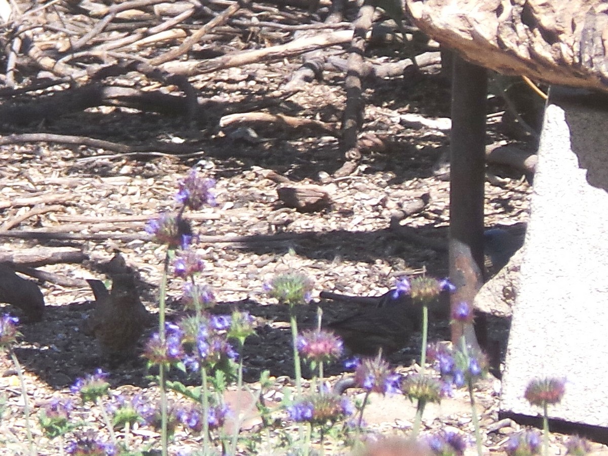White-crowned Sparrow (Gambel's) - ML635412284