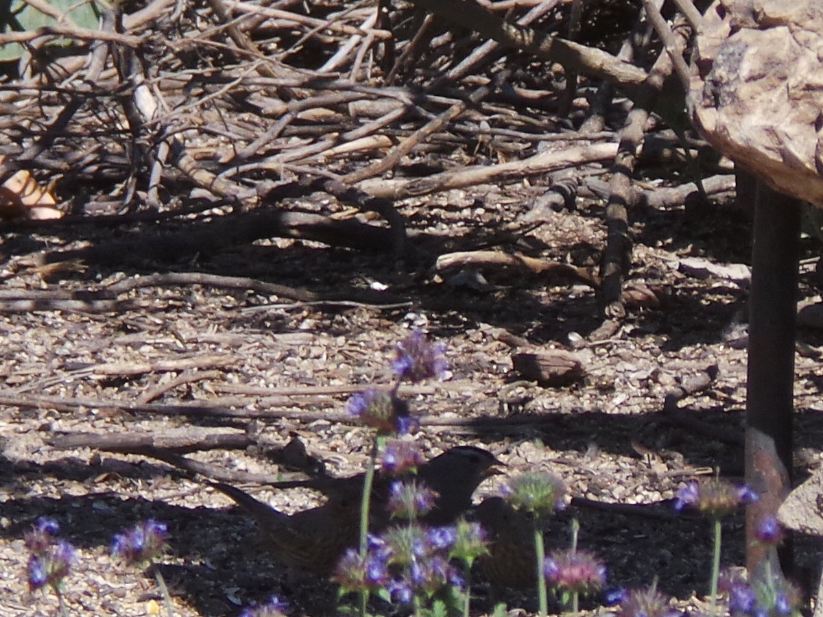 White-crowned Sparrow (Gambel's) - ML635412285
