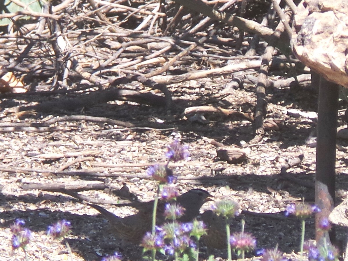 White-crowned Sparrow (Gambel's) - ML635412286