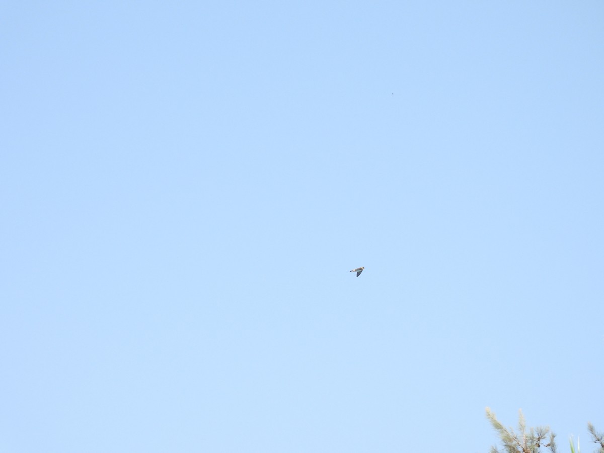 Cave Swallow - ML635412350