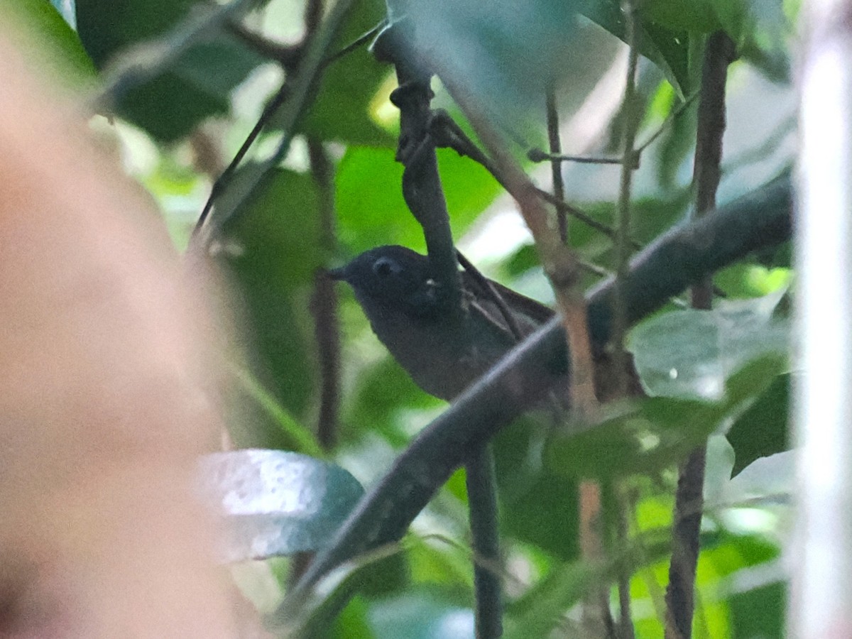 Chestnut-winged Babbler - ML635412405
