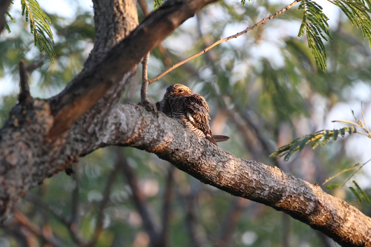 Common Nighthawk - ML635412437