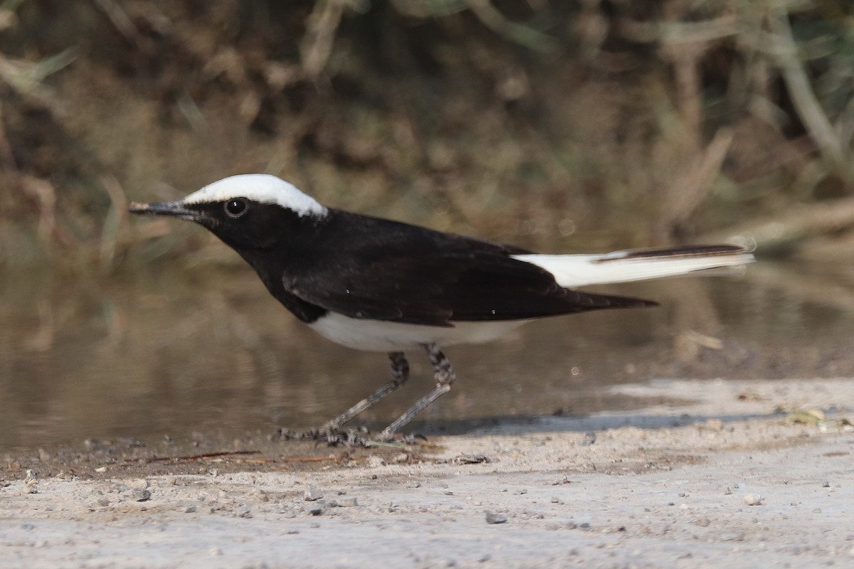 Hooded Wheatear - ML635412440