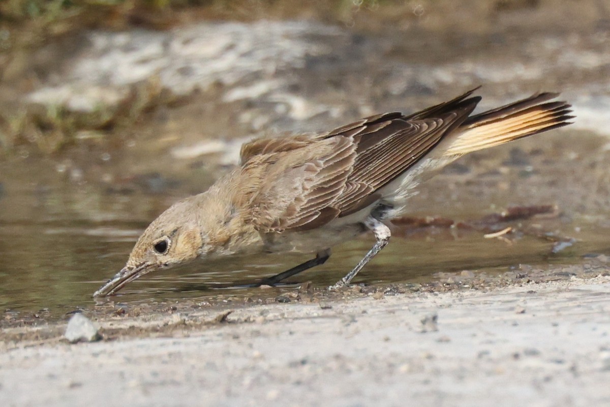 Hooded Wheatear - ML635412441