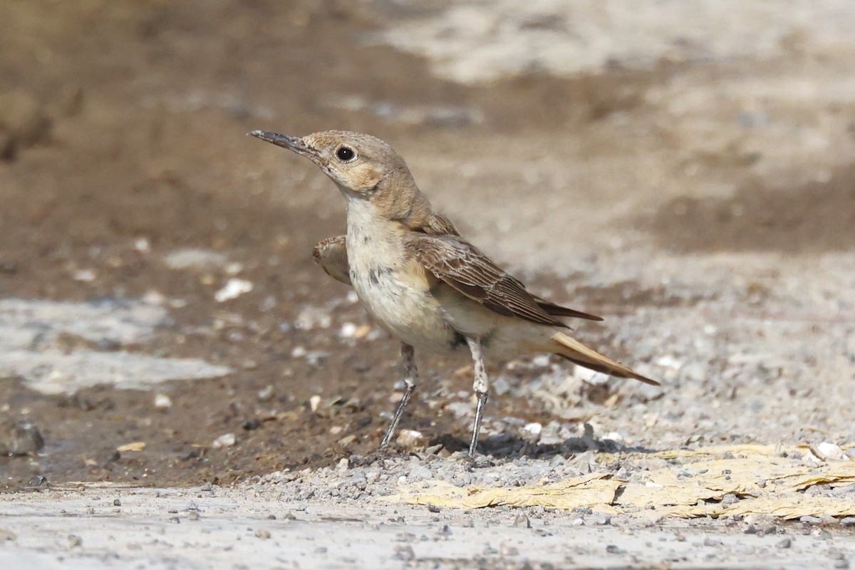 Hooded Wheatear - ML635412443
