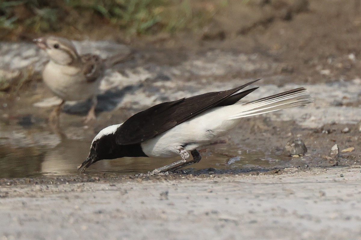 Hooded Wheatear - ML635412444