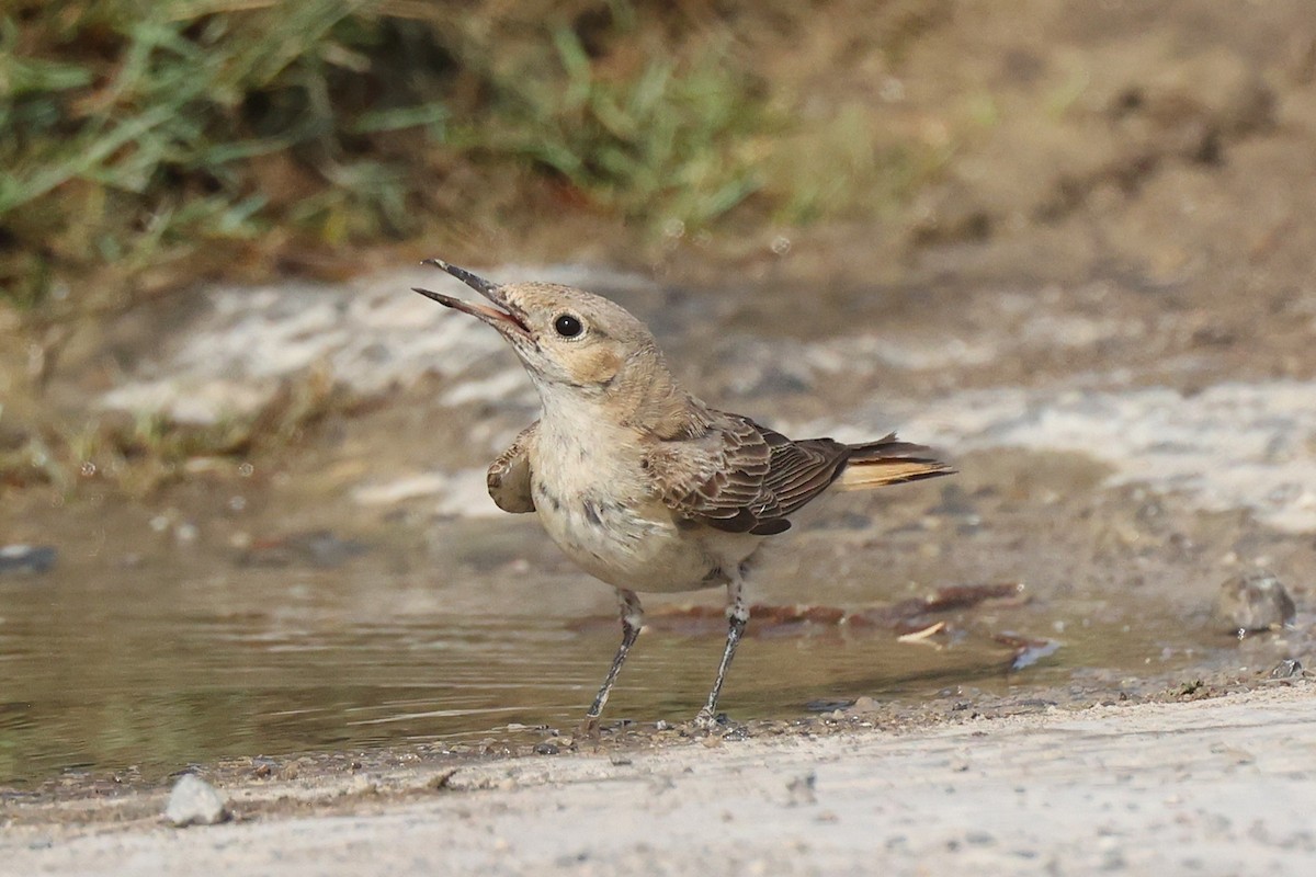 Hooded Wheatear - ML635412445