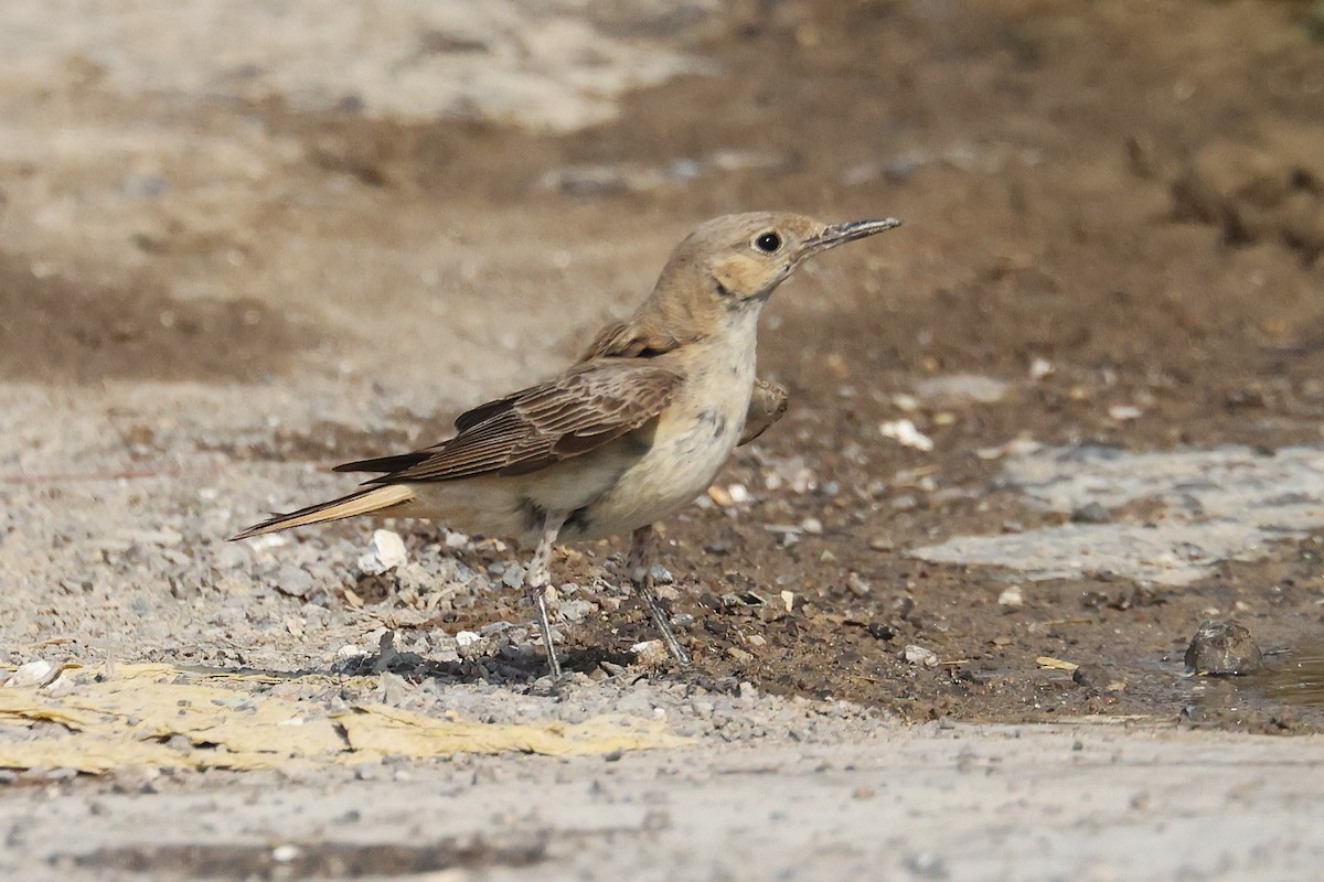 Hooded Wheatear - ML635412449