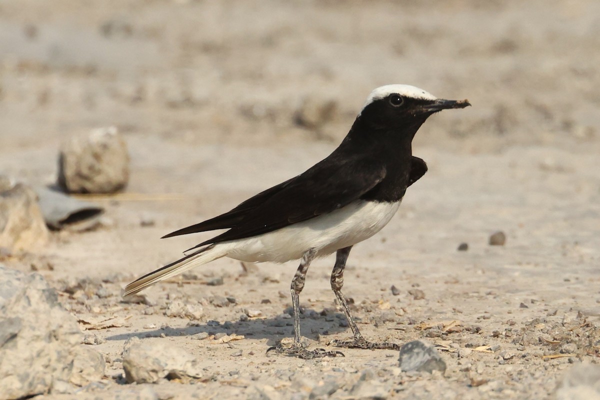 Hooded Wheatear - ML635412450