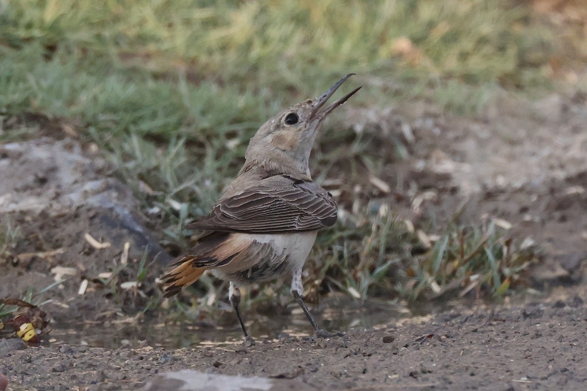Hooded Wheatear - ML635412452