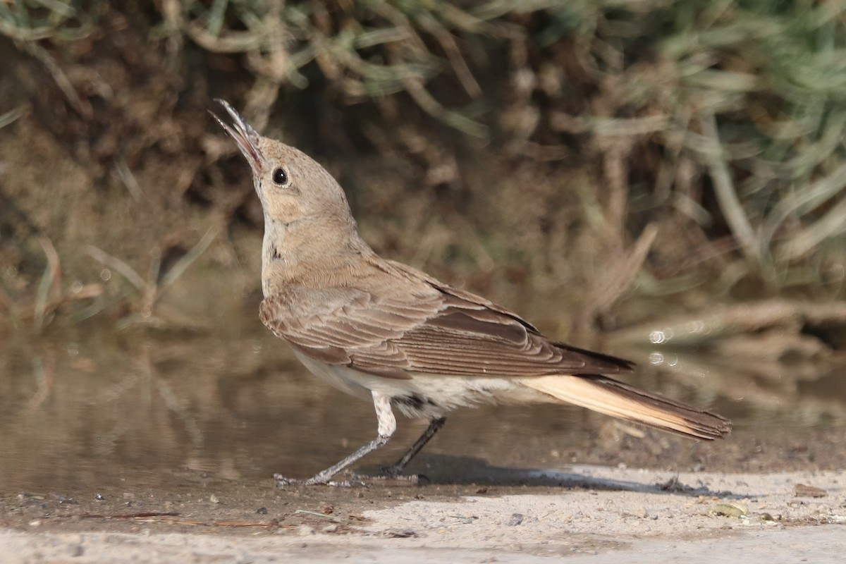 Hooded Wheatear - ML635412453