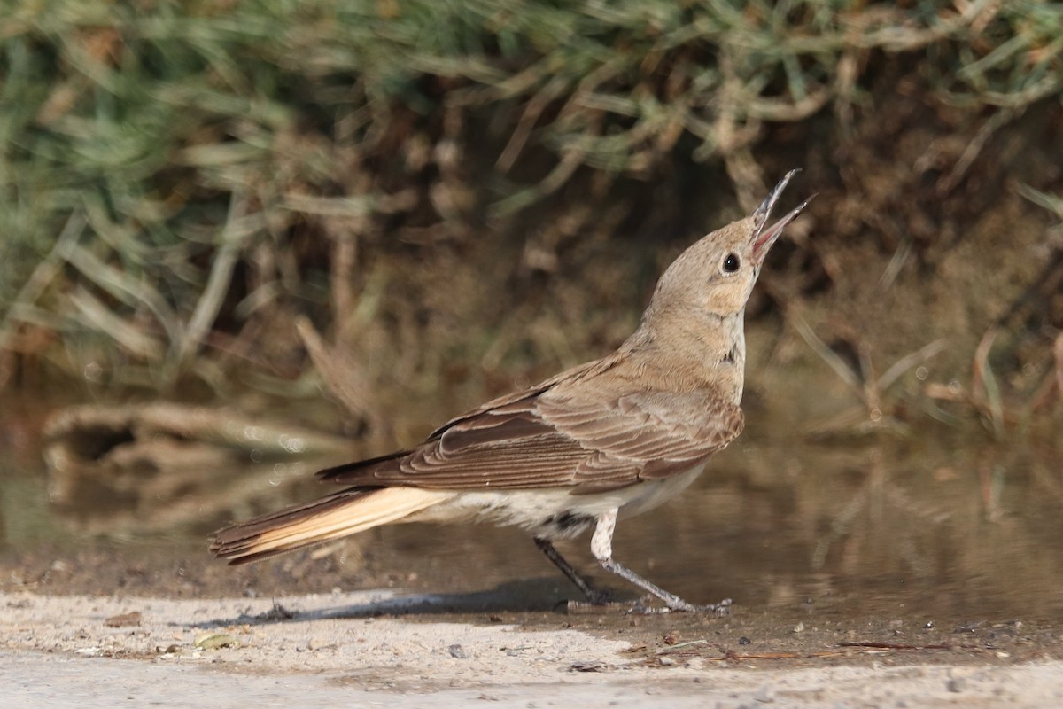 Hooded Wheatear - ML635412454