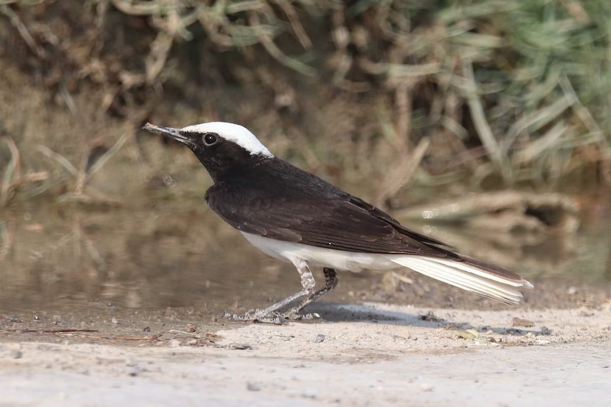 Hooded Wheatear - ML635412455