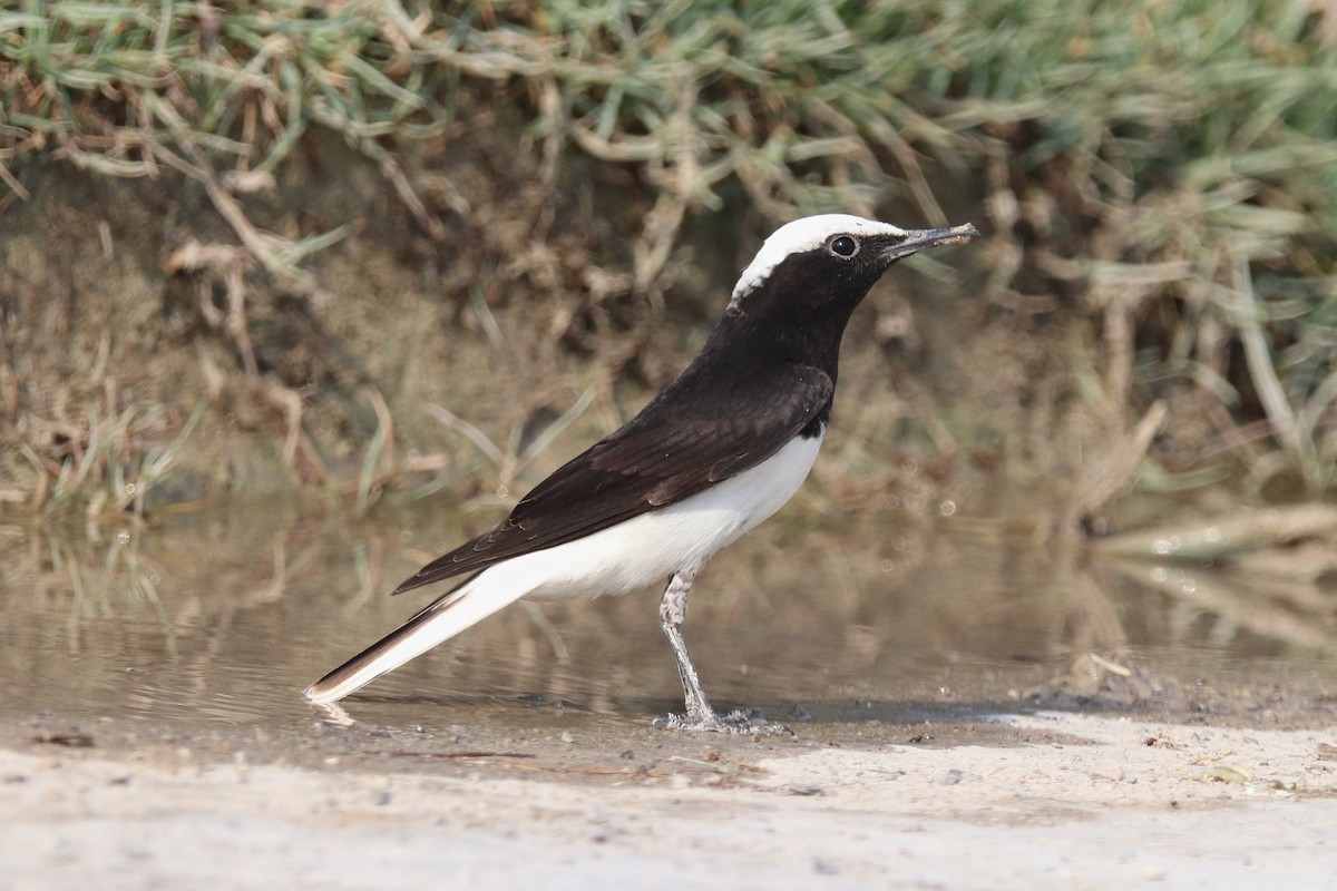 Hooded Wheatear - ML635412456
