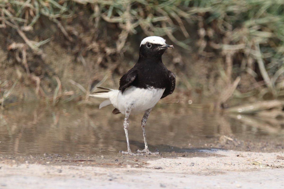 Hooded Wheatear - ML635412457