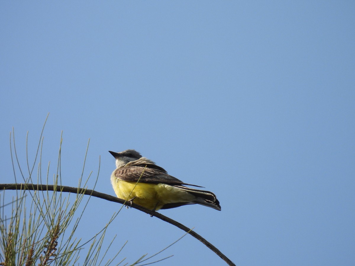 Schmalschnabel-Königstyrann - ML635412460