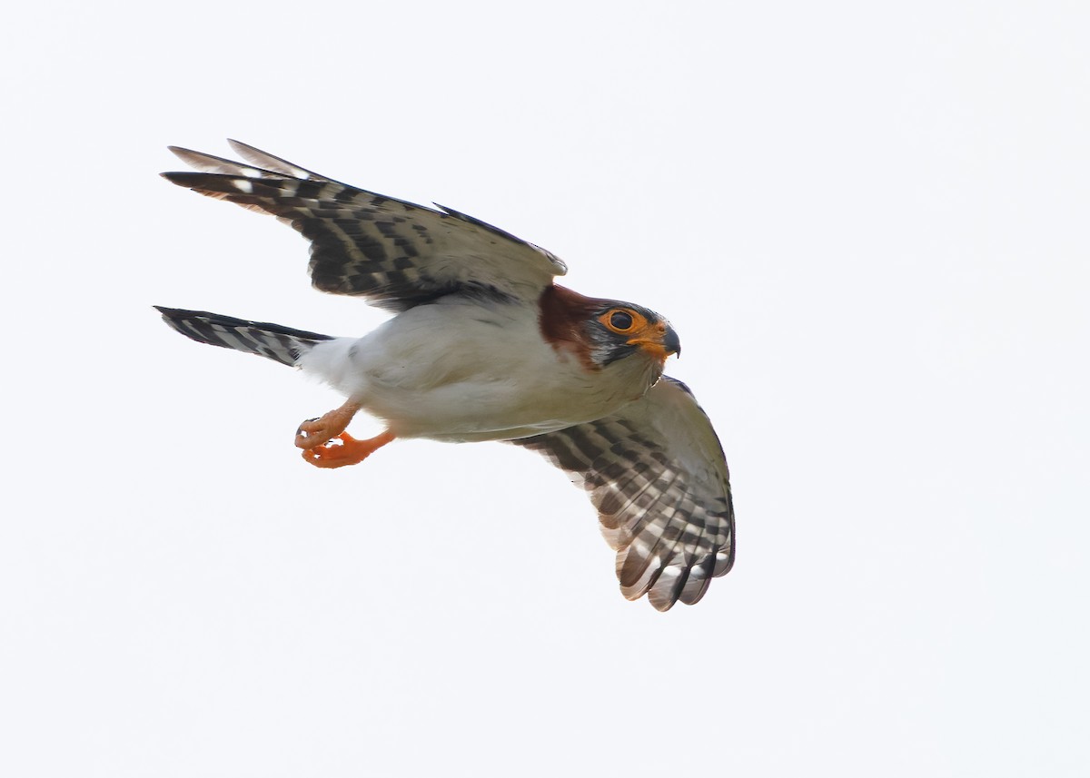 White-rumped Falcon - ML635412468