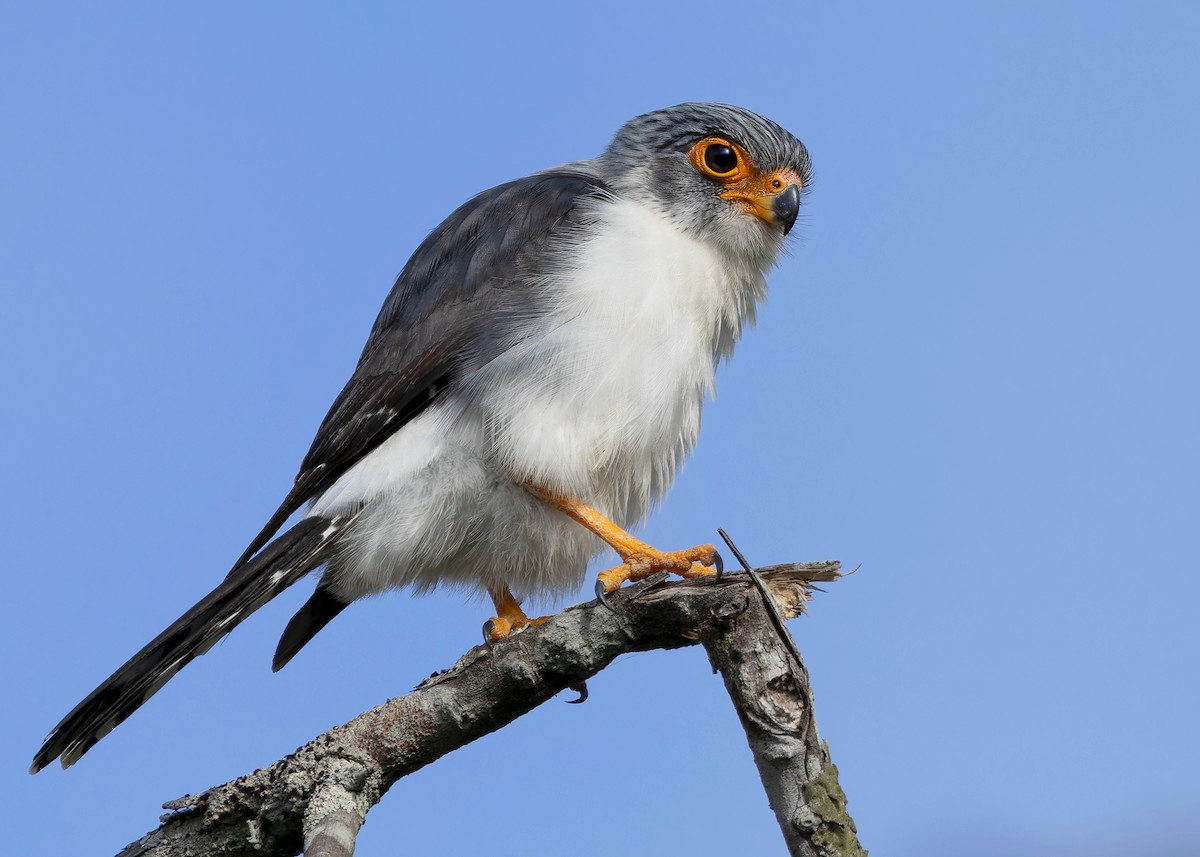 White-rumped Falcon - ML635412470