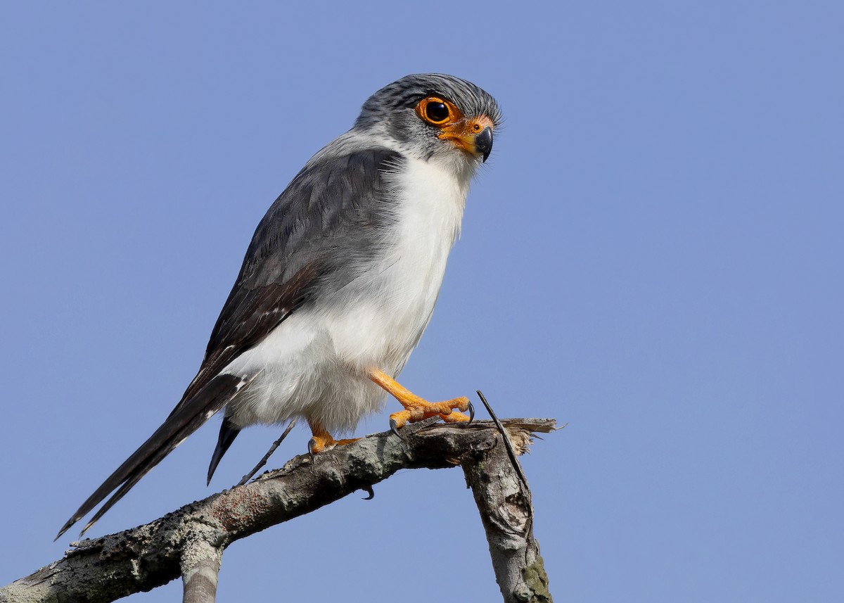 White-rumped Falcon - ML635412471