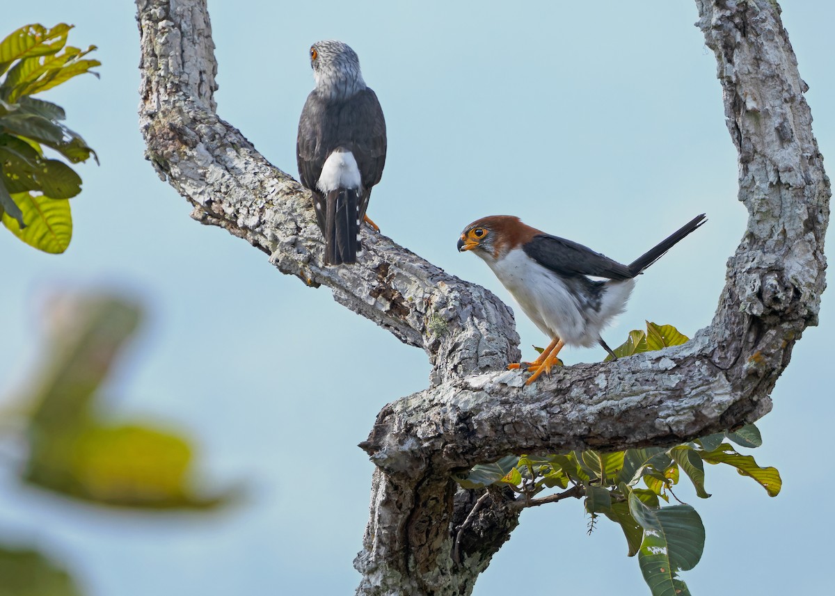 White-rumped Falcon - ML635412472