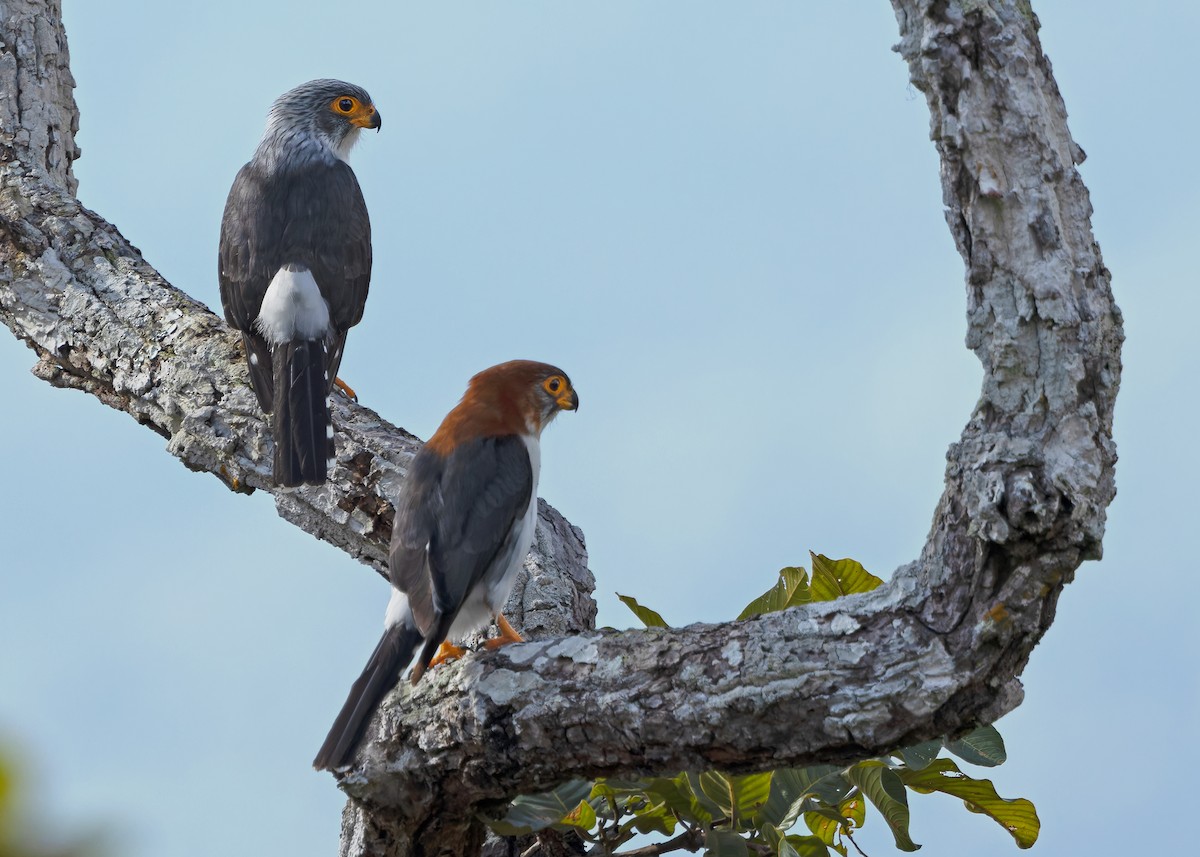 White-rumped Falcon - ML635412473