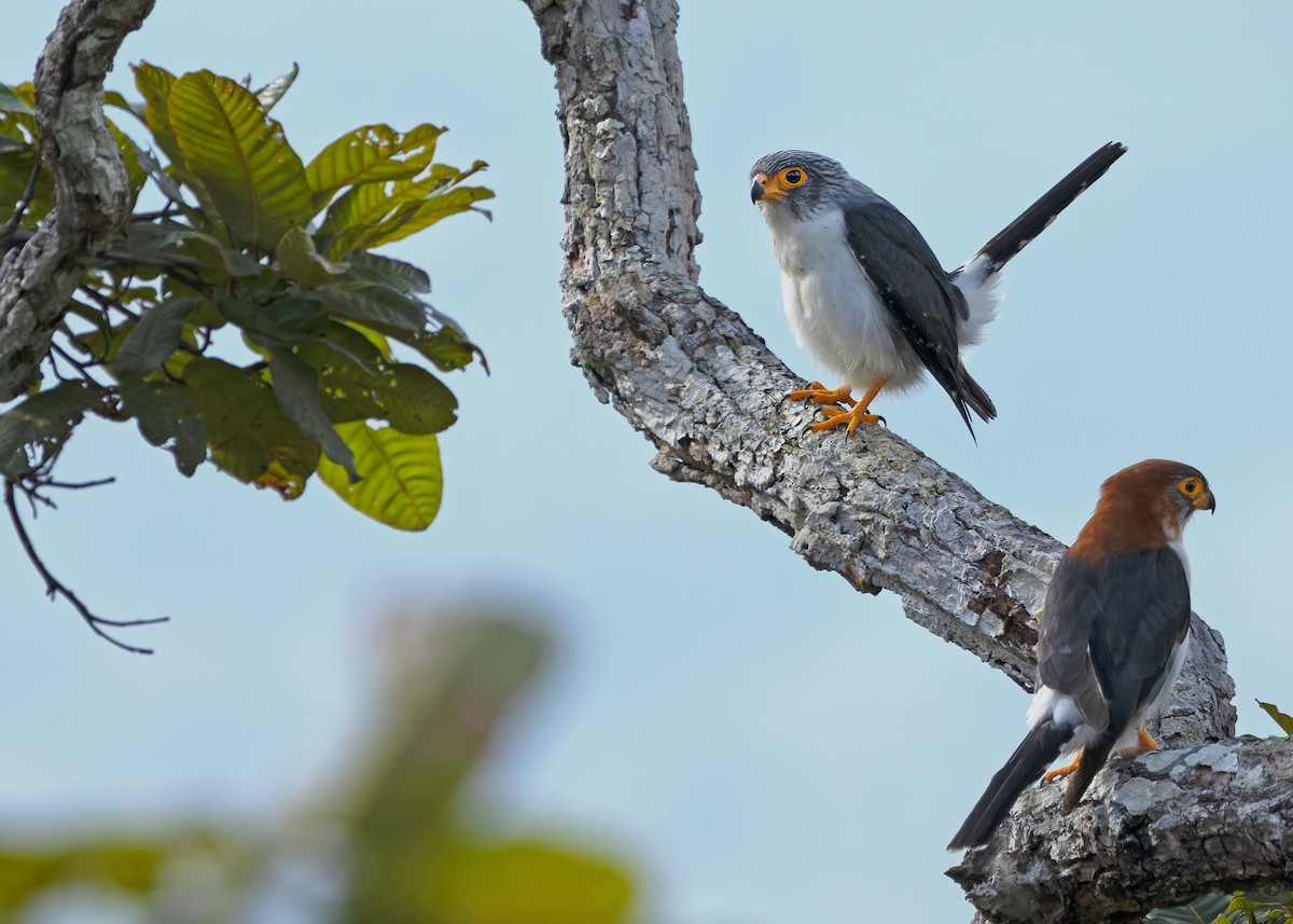 White-rumped Falcon - ML635412474