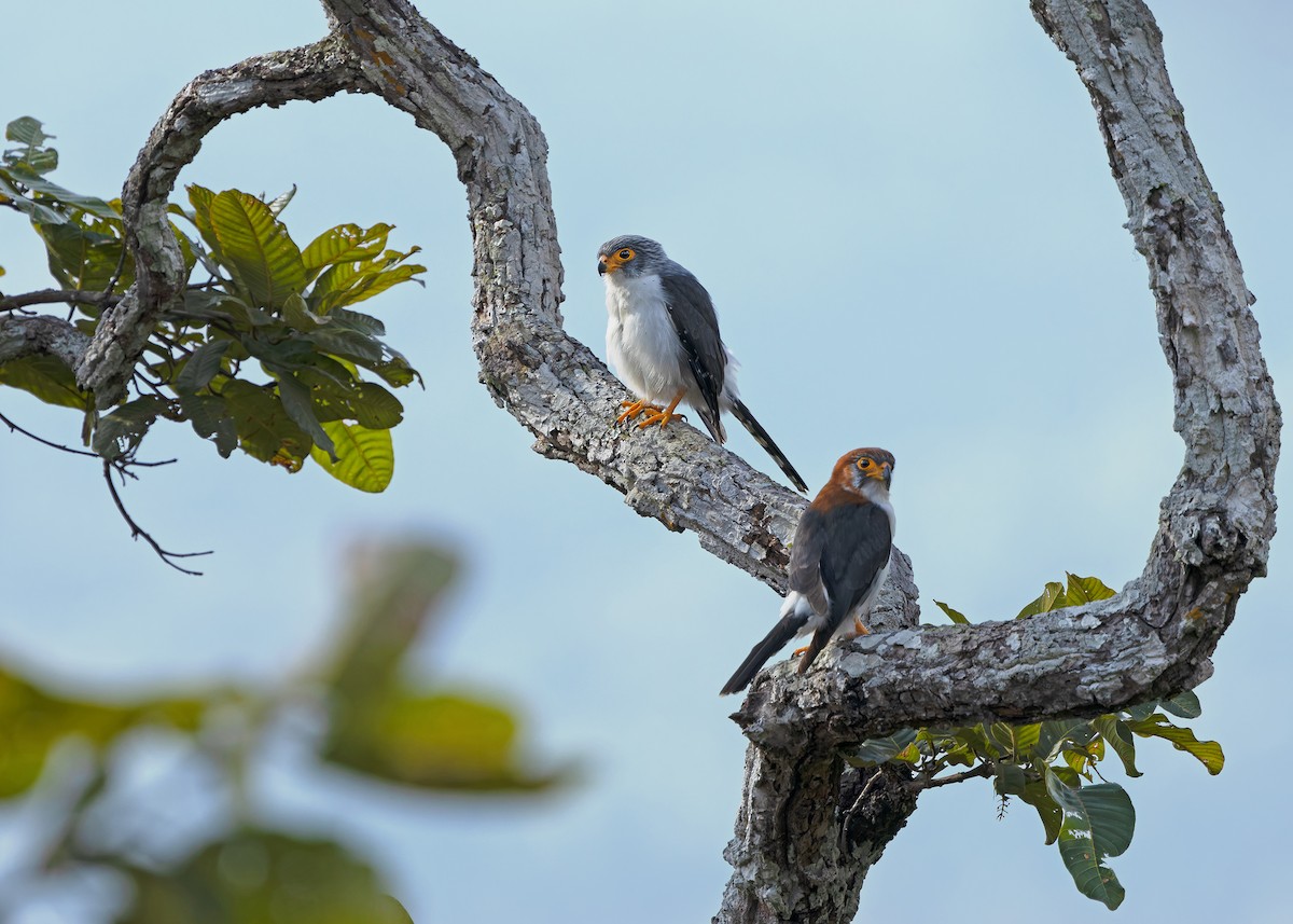 White-rumped Falcon - ML635412475