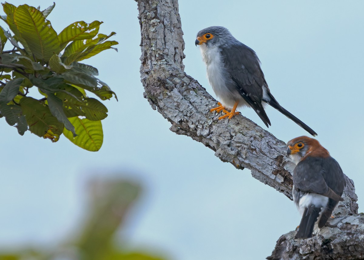 White-rumped Falcon - ML635412476