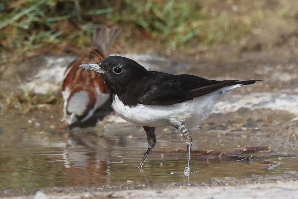 Hume's Wheatear - ML635412479