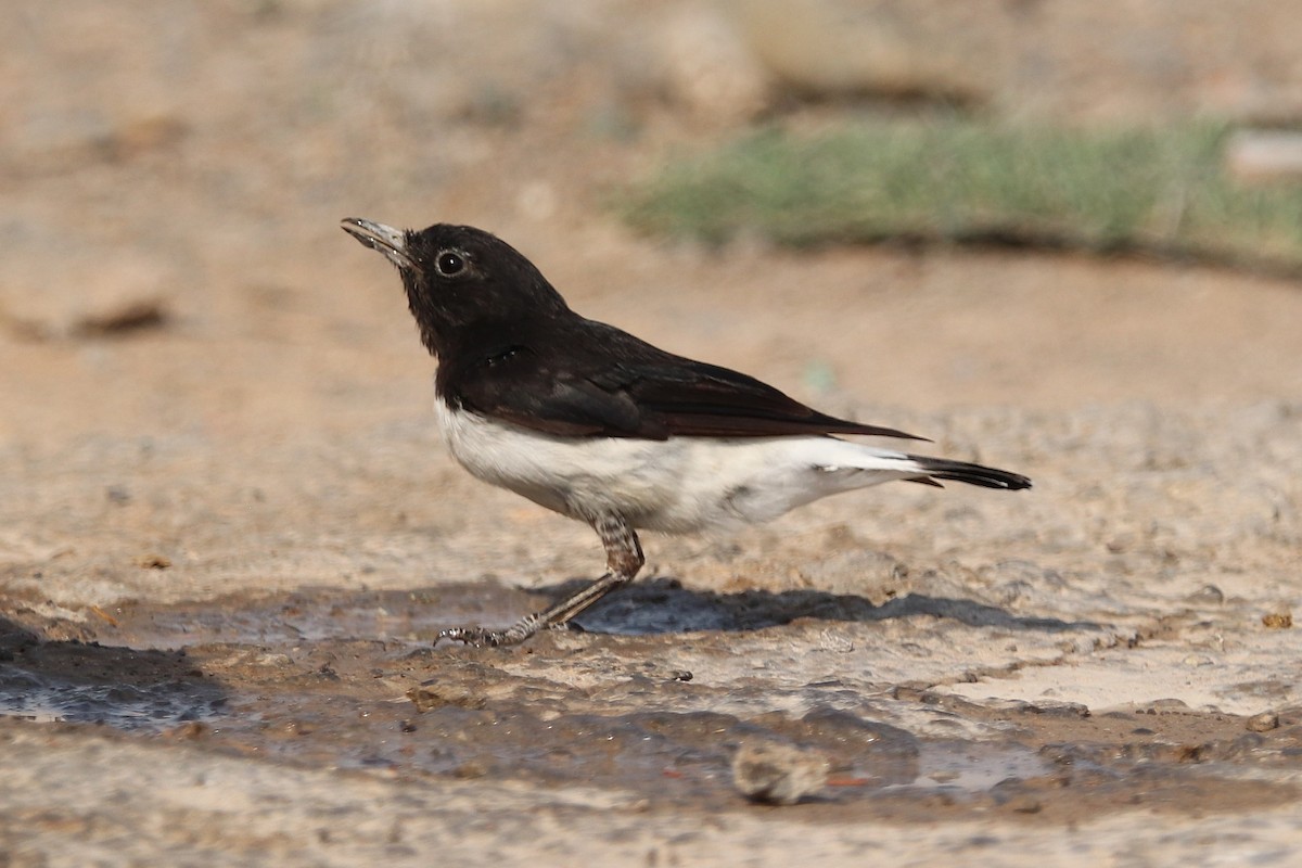 Hume's Wheatear - ML635412480