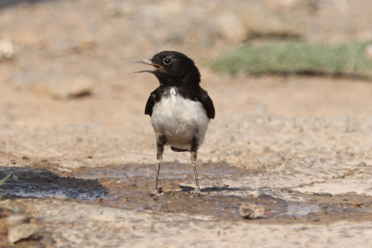 Hume's Wheatear - ML635412481