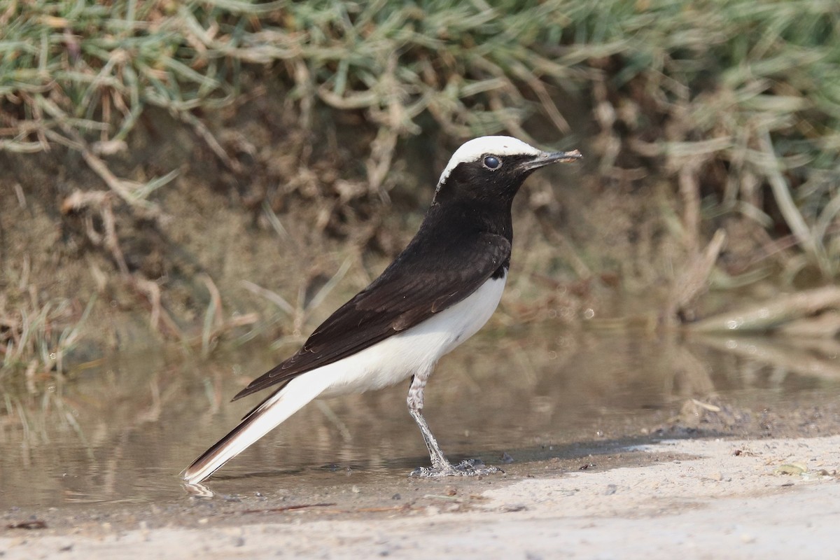 Hooded Wheatear - ML635412489