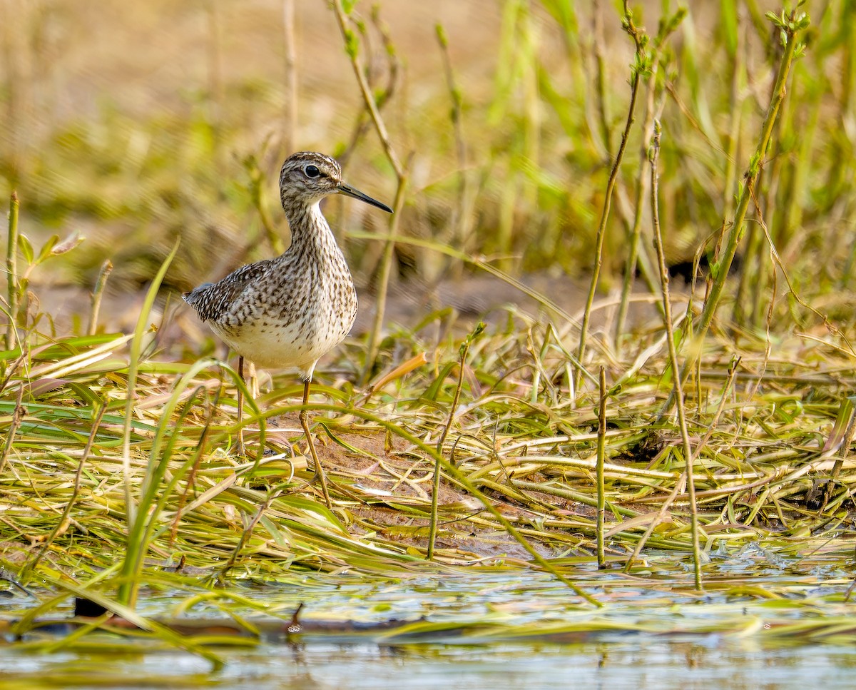 Шугуйн хөгчүү - ML635412617