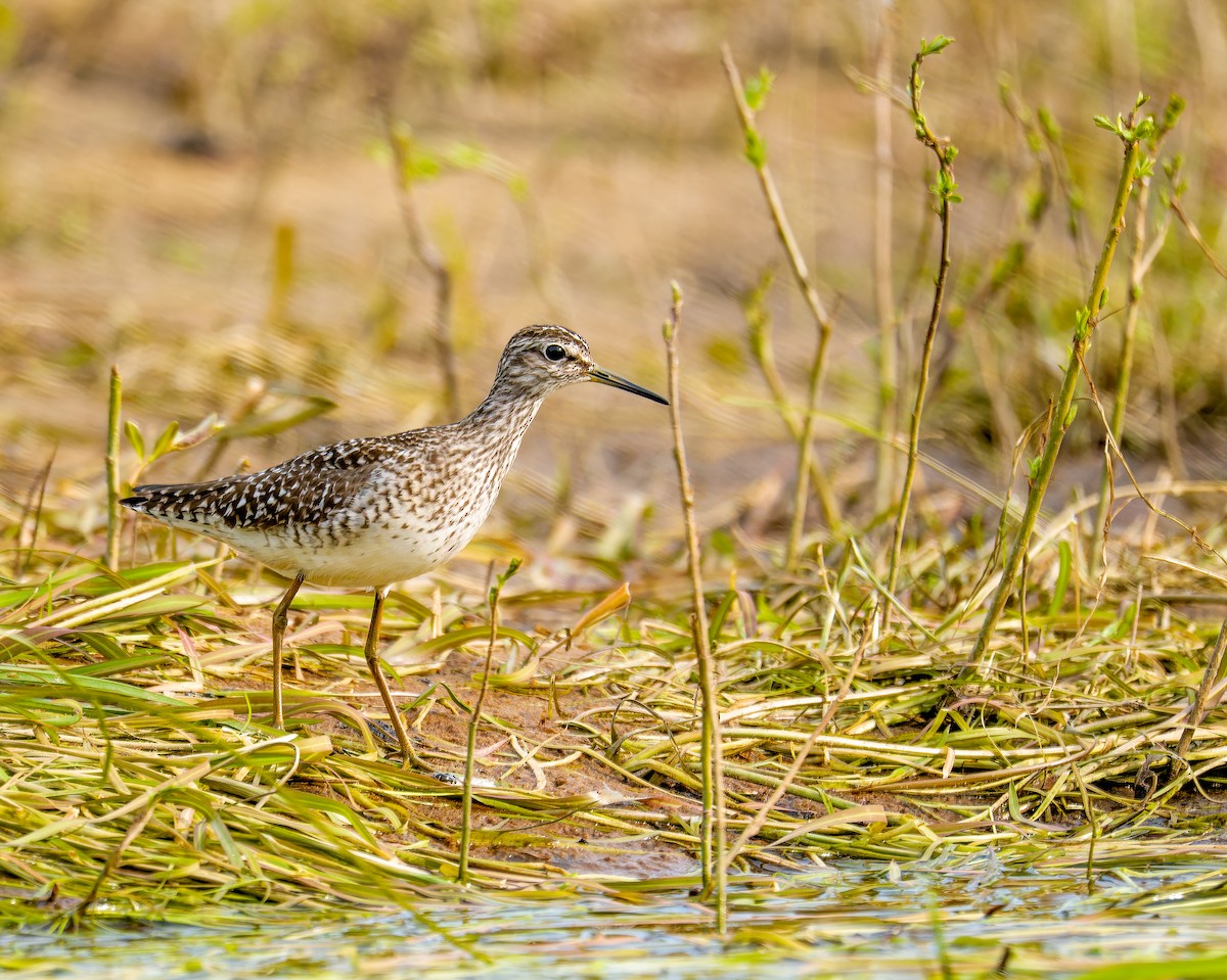 Шугуйн хөгчүү - ML635412619